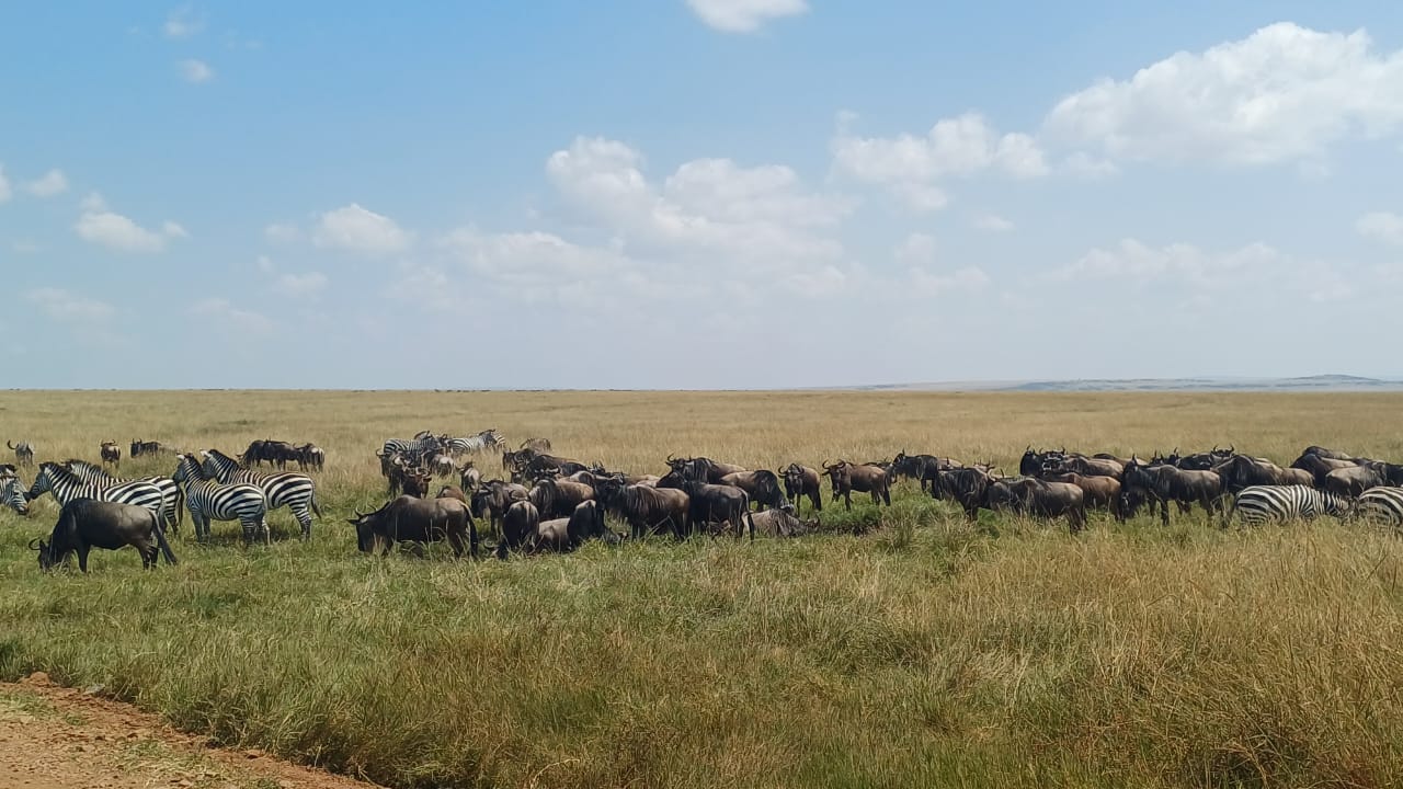 3 days migration safari