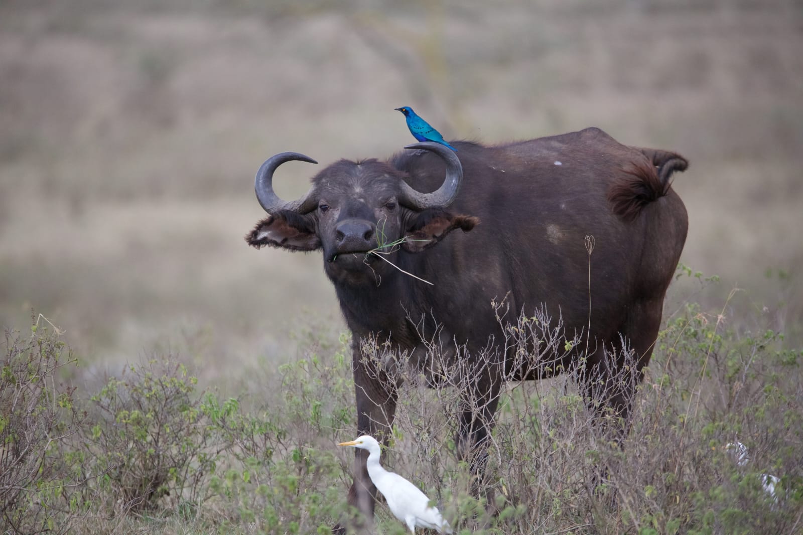 5 days mara naks Vasha