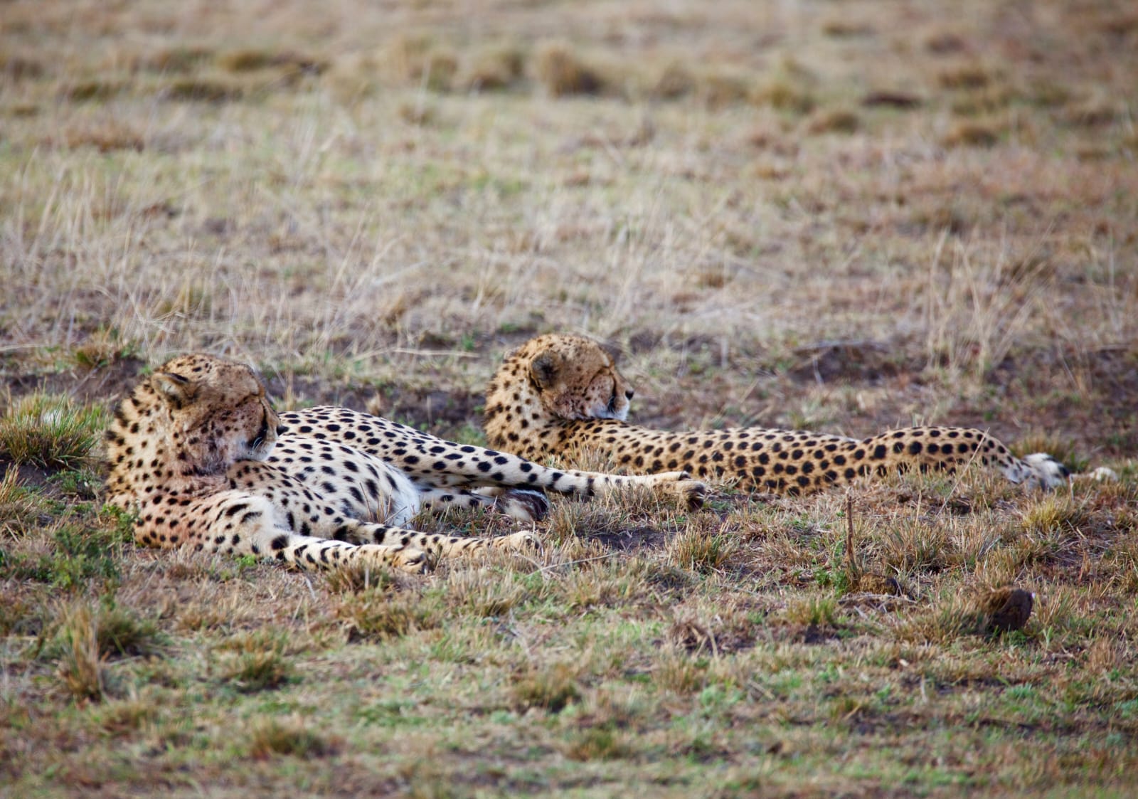 5 days mara nakuru ol pajeta