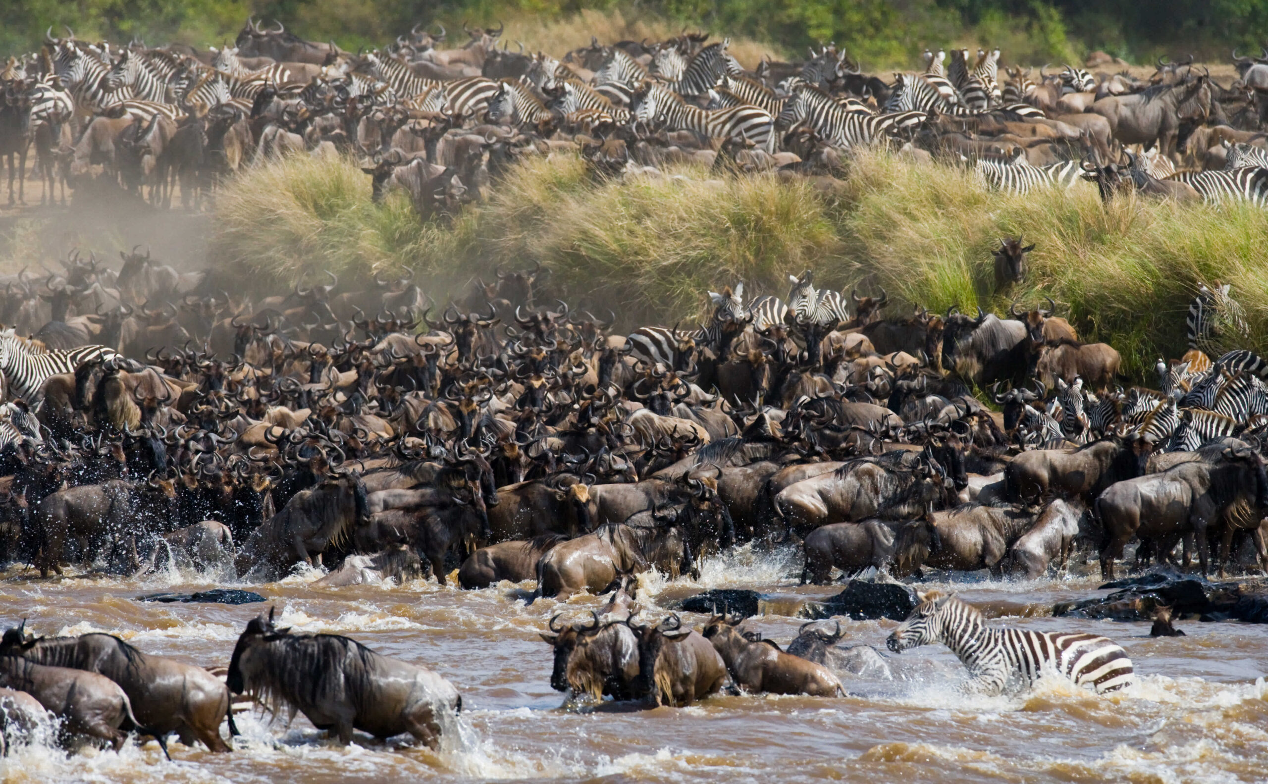 wildebeests-are-crossing-mara-river-great-migration-kenya-tanzania-masai-mara-national-park (2)