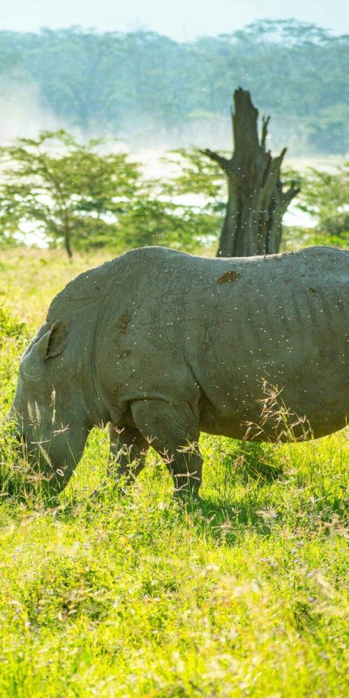 brian-kungu-sr44g8WaUGU-unsplash brian-kungu-sr44g8WaUGU-unsplash