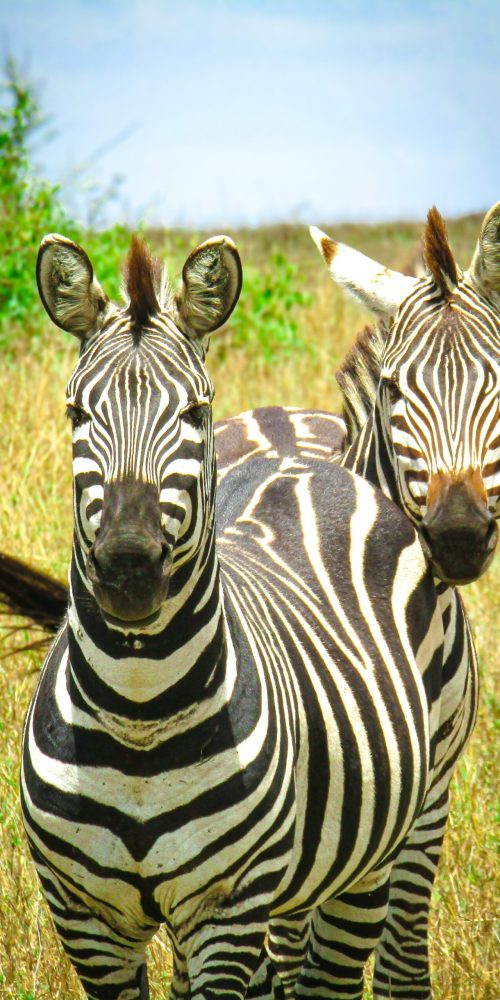 jordi-rubies-MsmME3Mebnc-unsplash (1) jordi-rubies-MsmME3Mebnc-unsplash (1)